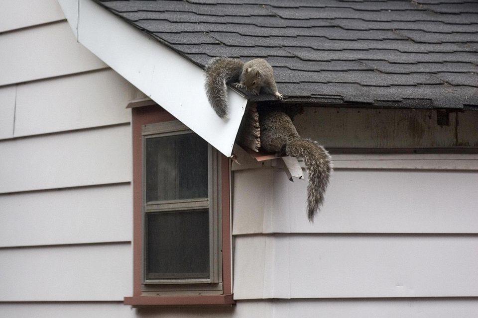 Squirrel Pro-Wildlife