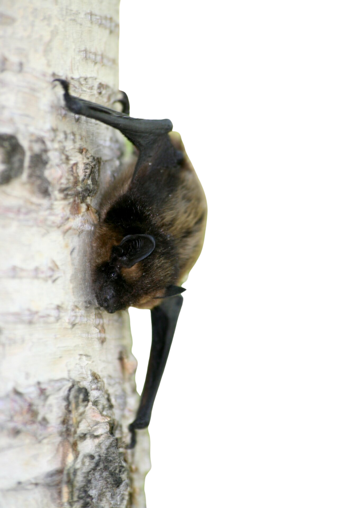 Bat in tree