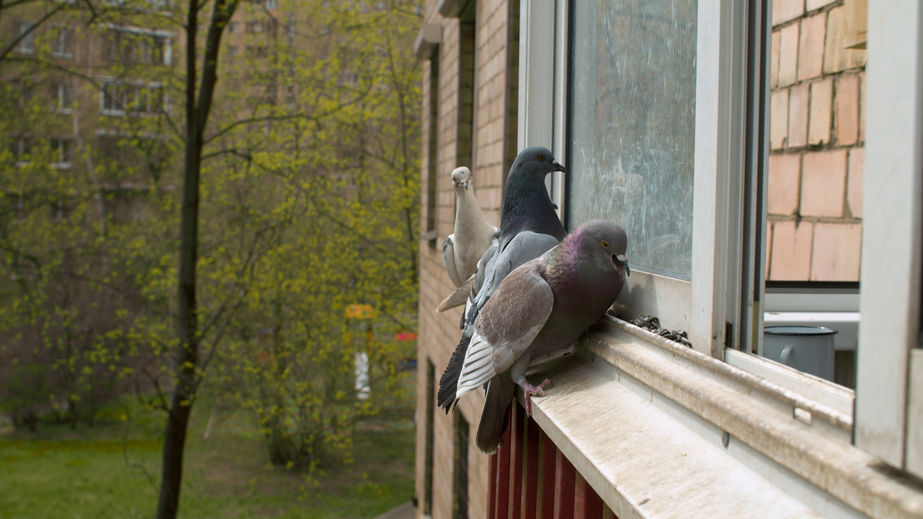 Bird Removal